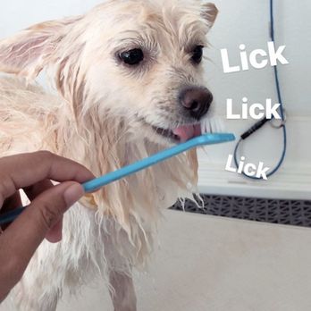 Pupwash911 - Pet Groomers Near Me Pupwash911 - Pet Groomers Near Me