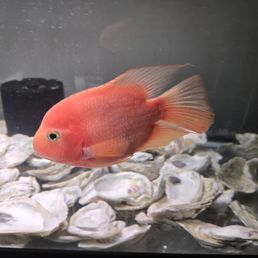 PARROT FISH FROM AZALEA PARROT FISH FROM AZALEA