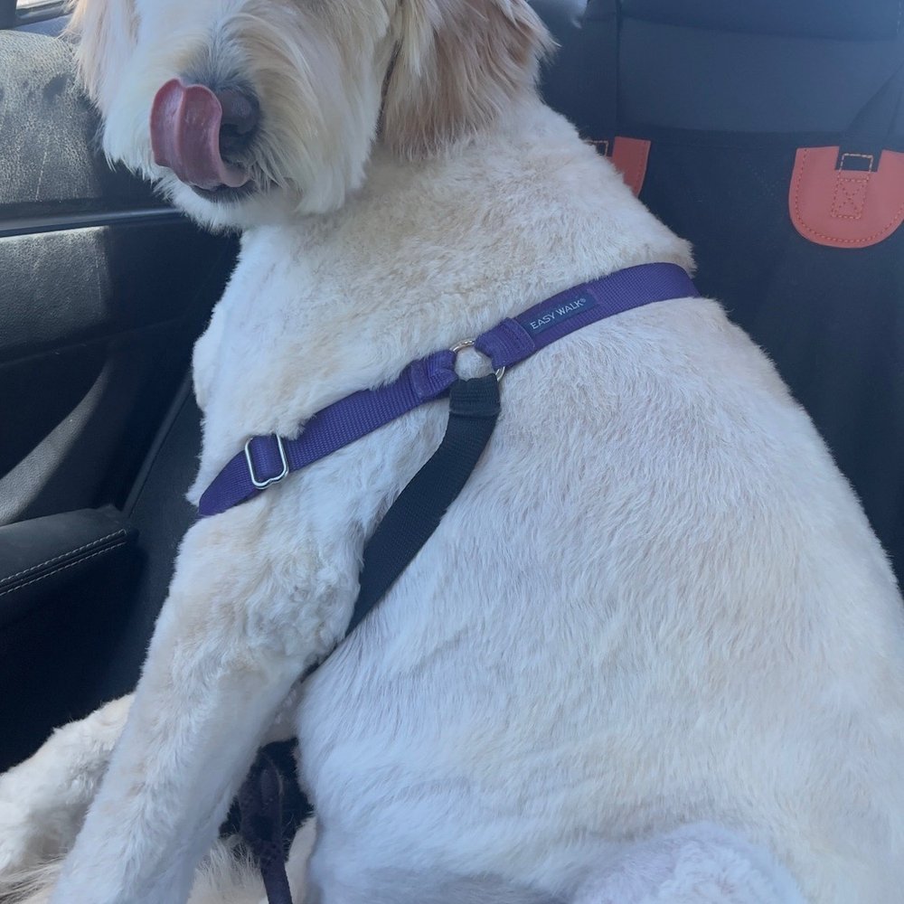 My Goldendoodle right after her grooming.