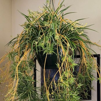Natorp's Nursery Outlet - The biggest spider plant on earth - Nurseries & Gardening Near Me - Cincinnati, Ohio Natorp's Nursery Outlet - The biggest spider plant on earth - Nurseries & Gardening Near Me - Cincinnati, Ohio