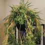 Photo of Natorp's Nursery Outlet