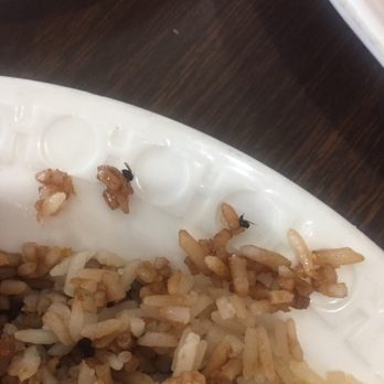 Pho Hai An - Bugs in food. Lots of bugs. - Vietnamese Near Me - San Antonio, Texas Pho Hai An - Bugs in food. Lots of bugs. - Vietnamese Near Me - San Antonio, Texas