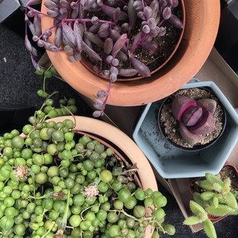 Barrels & Branches - Here's a few of the beauties we took home with us the other day. - Landscaping Near Me - Encinitas, California