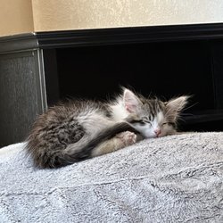 Animal Rescue of Tracy - Milo