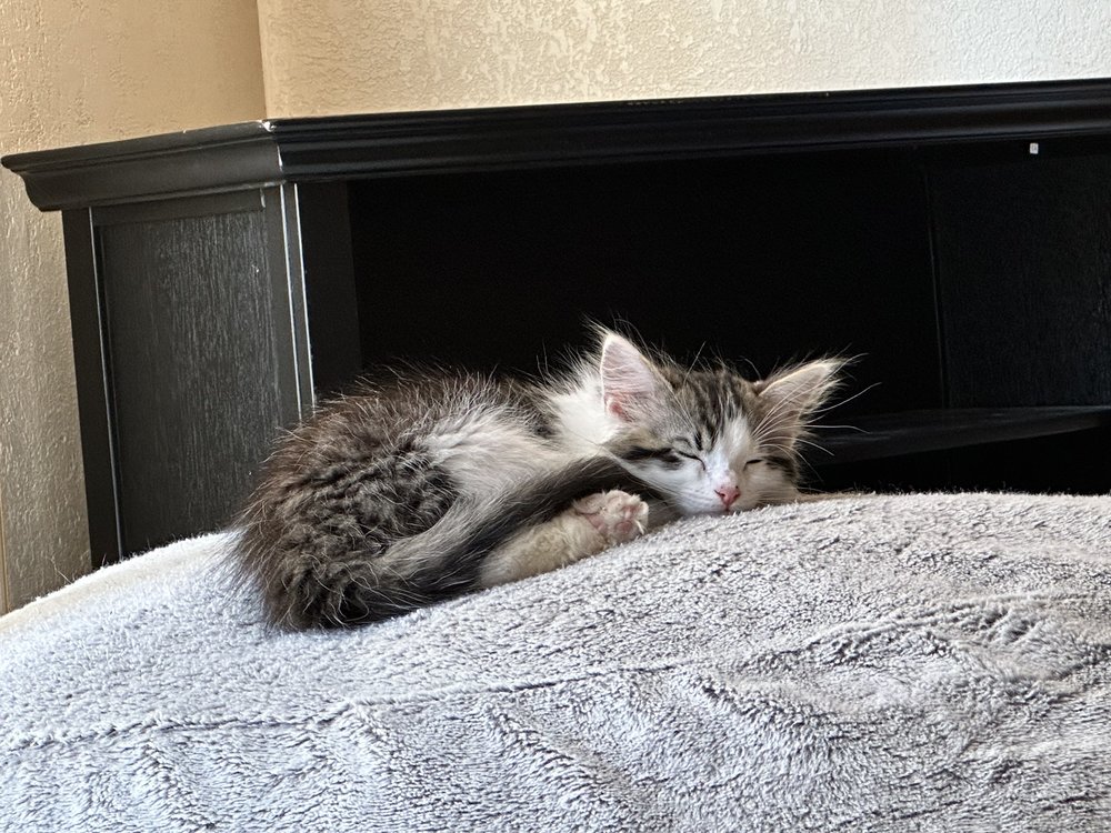 ANIMAL RESCUE OF TRACY Updated October 2024 63 Photos & 51 Reviews