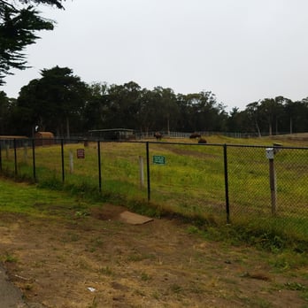 Golden Gate Park Bison - Bison at the park! - Local Flavor Near Me - San Francisco, California