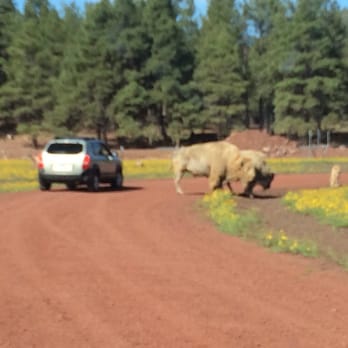 Bearizona - White bison - Zoos Near Me - Williams, Arizona Bearizona - White bison - Zoos Near Me - Williams, Arizona