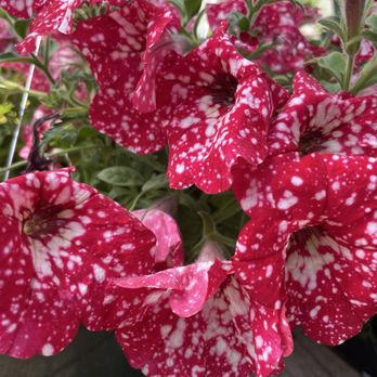 Alderbrook Gardens - Hanging basket! - Nurseries & Gardening Near Me - Dayton, Oregon