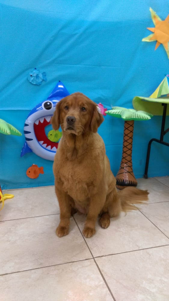 IT’S A RUFF LIFE DOG GROOMING Updated July 2024 11 Reviews 16027