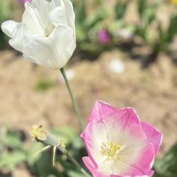 French Prairie Gardens - Tulips