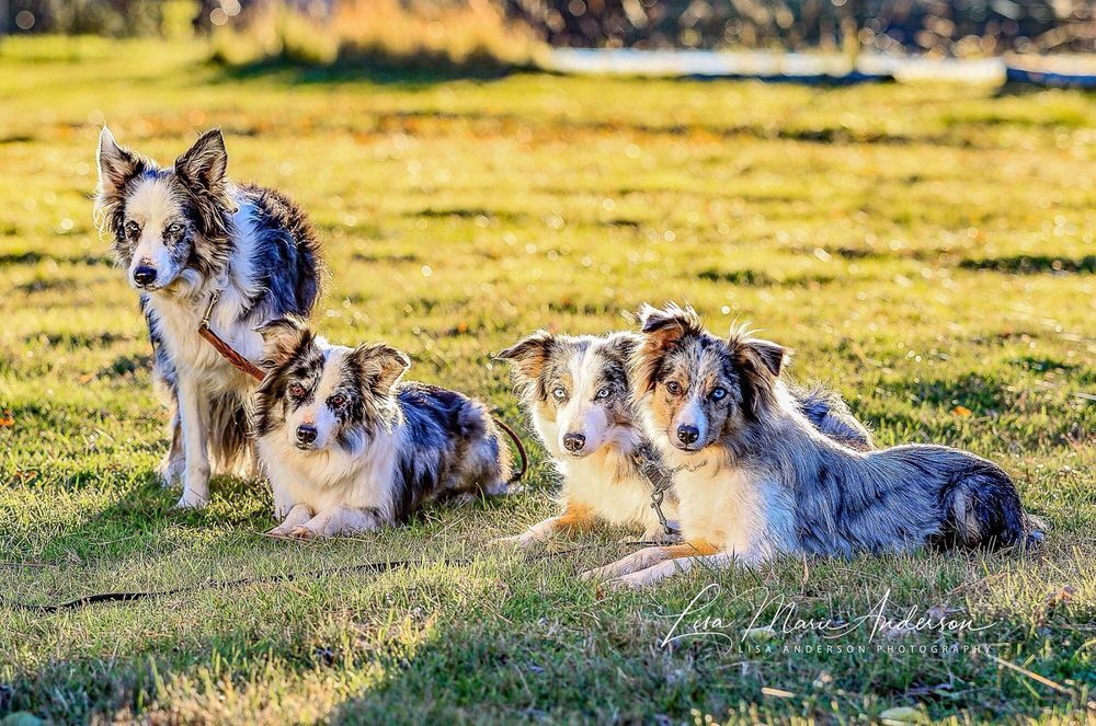 STURGEON RIVER KENNELS Updated October 2024 41189 US Hwy 41
