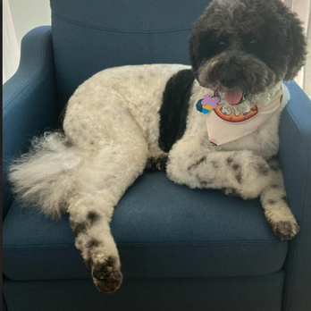 Julia's Pet Spa - Pet Groomers Near Me