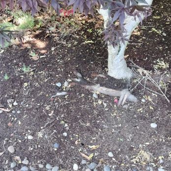 Landscape East & West - This is what you can expect when they service your property. Been like that three weeks, and they are here every week. - Landscaping Near Me - Clackamas, Oregon Landscape East & West - This is what you can expect when they service your property. Been like that three weeks, and they are here every week. - Landscaping Near Me - Clackamas, Oregon