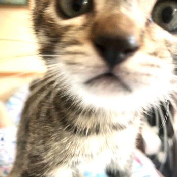Southern Counties Rescue - Pet Adoption Near Me