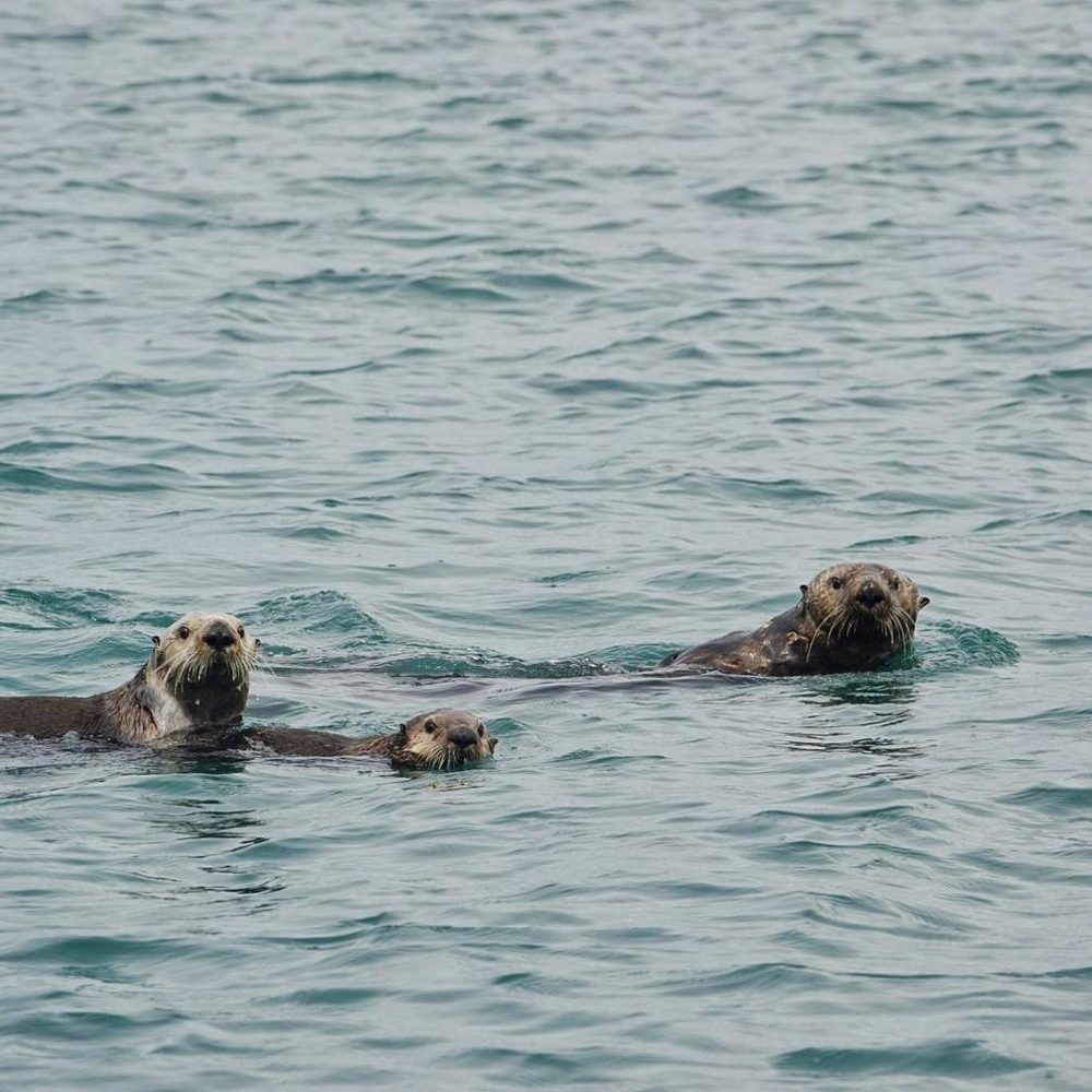 Seaman's Ecotour Adventures - Boat Tours Near Me - Homer, Alaska Seaman's Ecotour Adventures - Boat Tours Near Me - Homer, Alaska