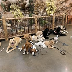 Dog Trainer US