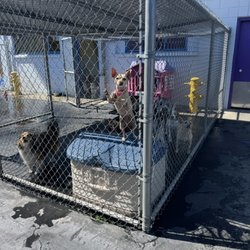 Woofs and Wiggles Dog Daycare Boarding Giftly Email, Text or