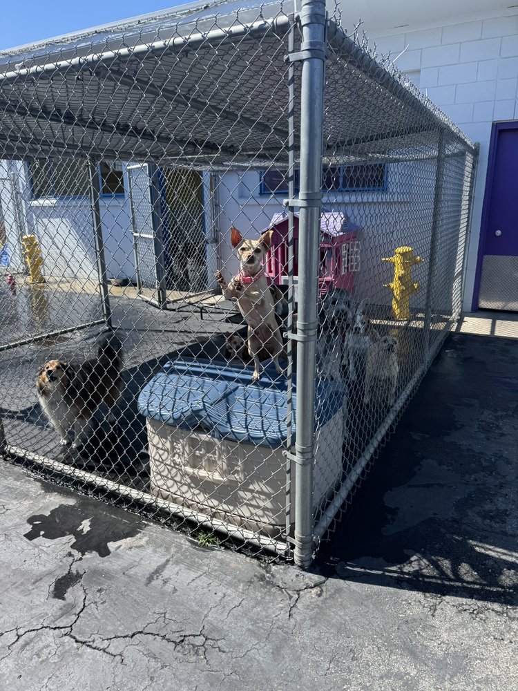 Woofs and Wiggles Dog Daycare & Boarding - pet boarding facility in Redwood City, CA
