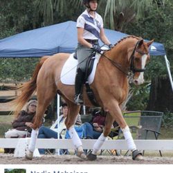 Misty Meadows Stable & Training Facility - Trainer Nadia Moheisen at a Catherine Haddad Dressage Clinic in Ocala, FL