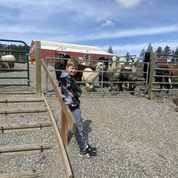 Seven Stars Ranch - Kallen helping with the alpaca - Ranches Near Me - Coeur d'Alene, Idaho Seven Stars Ranch - Kallen helping with the alpaca - Ranches Near Me - Coeur d'Alene, Idaho