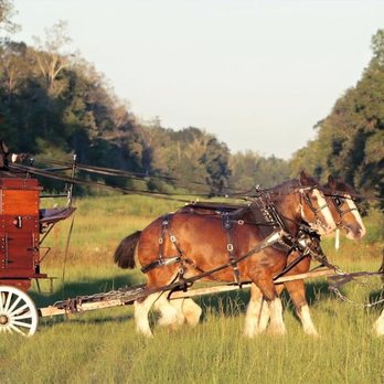 Honey Island Clydesdales - Party Equipment Rentals Near Me Honey Island Clydesdales - Party Equipment Rentals Near Me