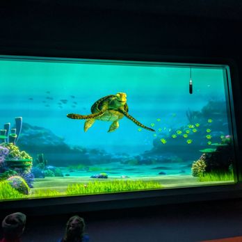 Turtle Talk With Crush - Amusement Parks Near Me - Orlando, Florida Turtle Talk With Crush - Amusement Parks Near Me - Orlando, Florida