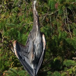 The George C Reifel Migratory Bird Sanctuary