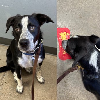 Sactown Vet - Jack got his booster shot; this place is great, excellent customer service. - Veterinarians Near Me - Sacramento, California
