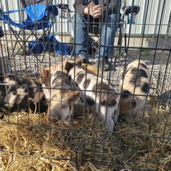 Other items for sale. Cute piglets.