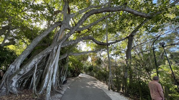 Naples Zoo at Caribbean Gardens by null