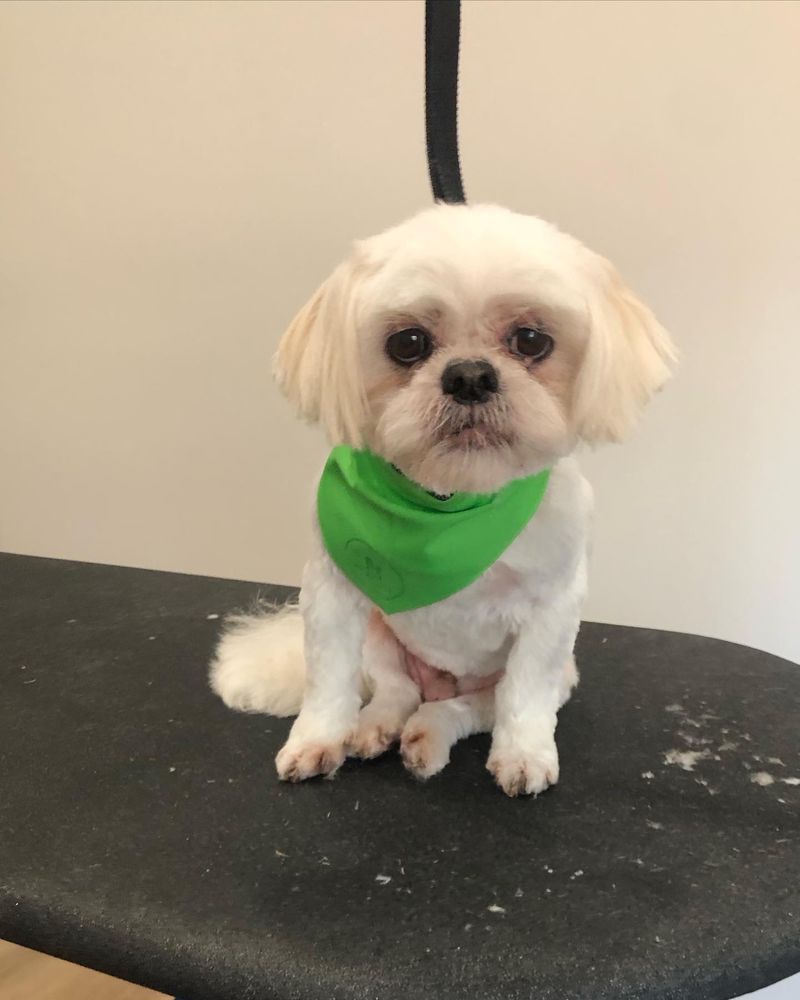 PUP IN STYLE Updated September 2024 64 Photos Greer, South