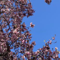 Franklin Square - Magnolia tree in April