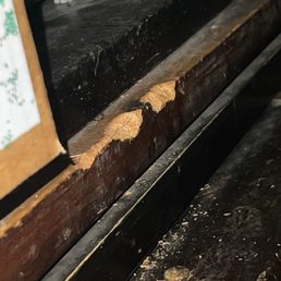 Rat damages Rat damages