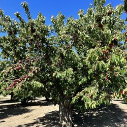 U Pick Orchards