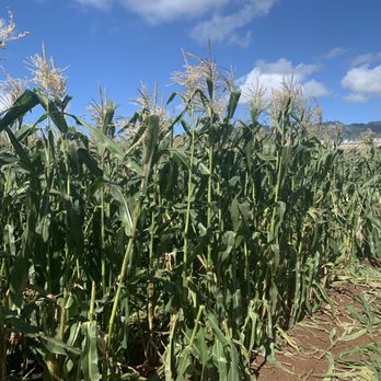 Aloun Farms - Farms Near Me - Kapolei, Hawaii