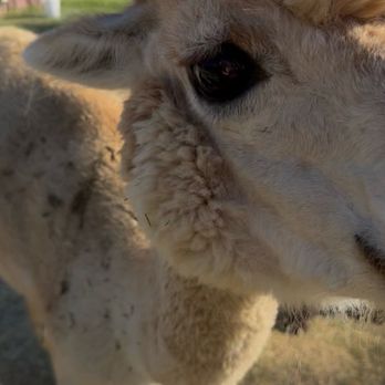 Loomis Alpacas - Attraction Farms Near Me - Loomis, California Loomis Alpacas - Attraction Farms Near Me - Loomis, California