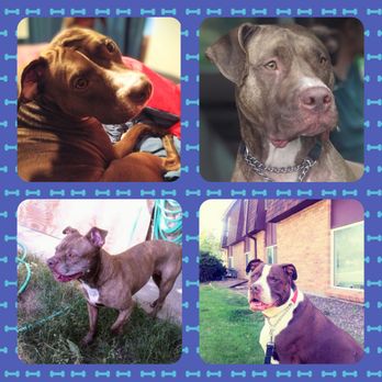 Western Animal Clinic - Morticia, Chewy, Buddy & Bella... all were/are happy, healthy dogs who received excellent care at Western Animal Clinic! - Veterinarians Near Me - Wheat Ridge, Colorado Western Animal Clinic - Morticia, Chewy, Buddy & Bella... all were/are happy, healthy dogs who received excellent care at Western Animal Clinic! - Veterinarians Near Me - Wheat Ridge, Colorado