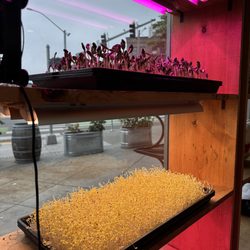 The Soop - Microgreens grown in-house