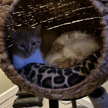 Naughty Cat Cafe - Cute little hang out - Coffee & Tea Near Me - Chattanooga, Tennessee Naughty Cat Cafe - Cute little hang out - Coffee & Tea Near Me - Chattanooga, Tennessee