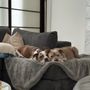 Photo of Happy Paws