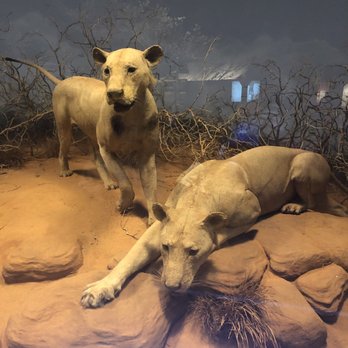 Field Museum - Lions of Tsavo - Museums Near Me - Chicago, Illinois