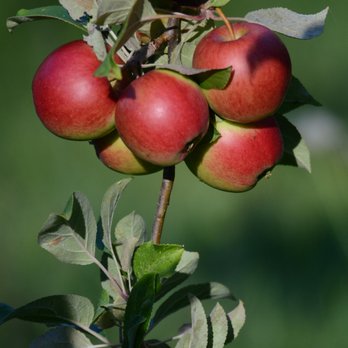 Bowen Cider House - a cluster of apples on a branch - Cideries Near Me - Bowen Island, British Columbia Bowen Cider House - a cluster of apples on a branch - Cideries Near Me - Bowen Island, British Columbia