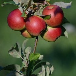 Bowen Cider House