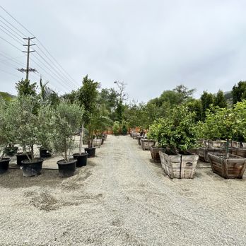 The Standard Design Group Nurseries - Nurseries & Gardening Near Me - Laguna Beach, California The Standard Design Group Nurseries - Nurseries & Gardening Near Me - Laguna Beach, California