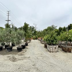The Standard Design Group Nurseries
