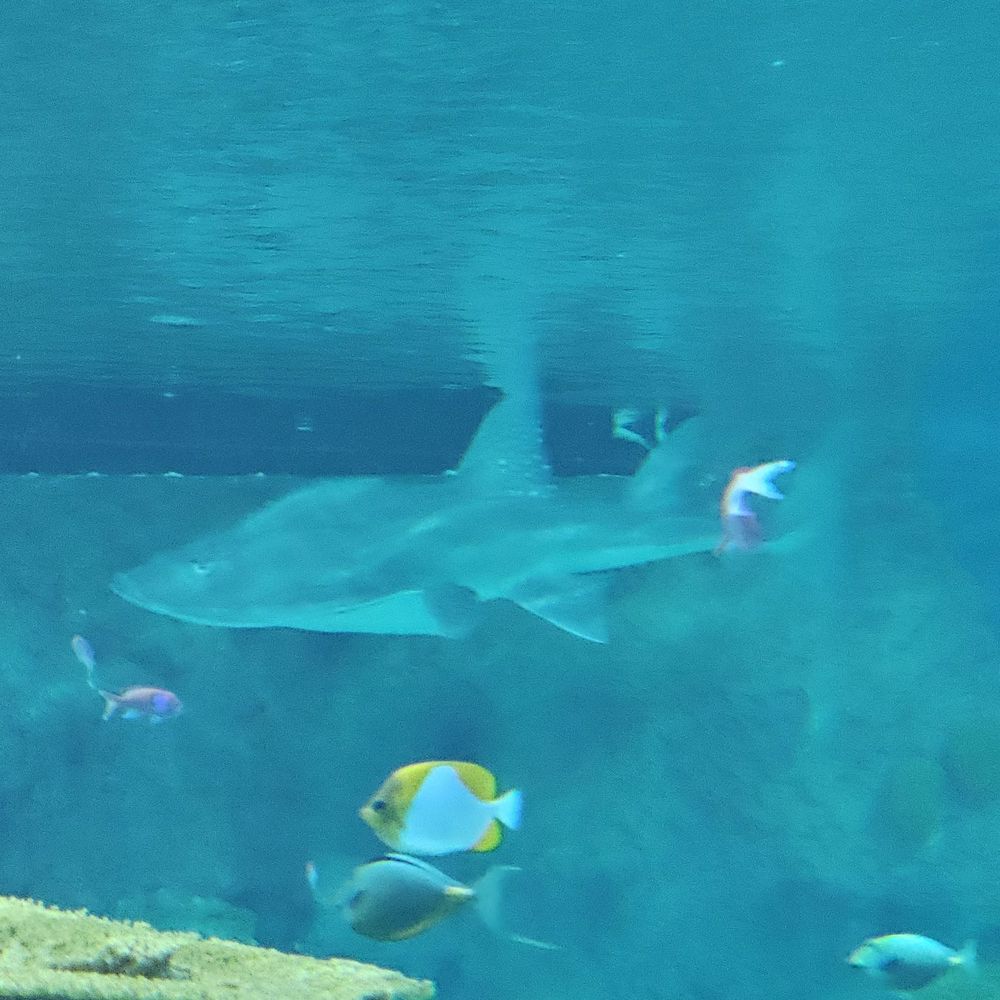 Seattle Aquarium - Aquariums Near Me - Seattle, Washington Seattle Aquarium - Aquariums Near Me - Seattle, Washington