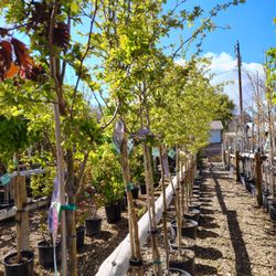 Best selection of trees is Pocatello