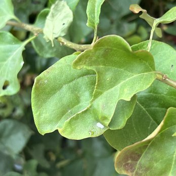 DMK Nursery - Sent me diseased trees and plants that is infecting other adjacent trees. - Nurseries & Gardening Near Me - La Puente, California DMK Nursery - Sent me diseased trees and plants that is infecting other adjacent trees. - Nurseries & Gardening Near Me - La Puente, California