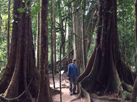 Mossman Gorge by null