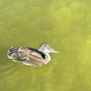 Island Boat Adventures - Tours Near Me - Gulfport, Florida Island Boat Adventures - Tours Near Me - Gulfport, Florida